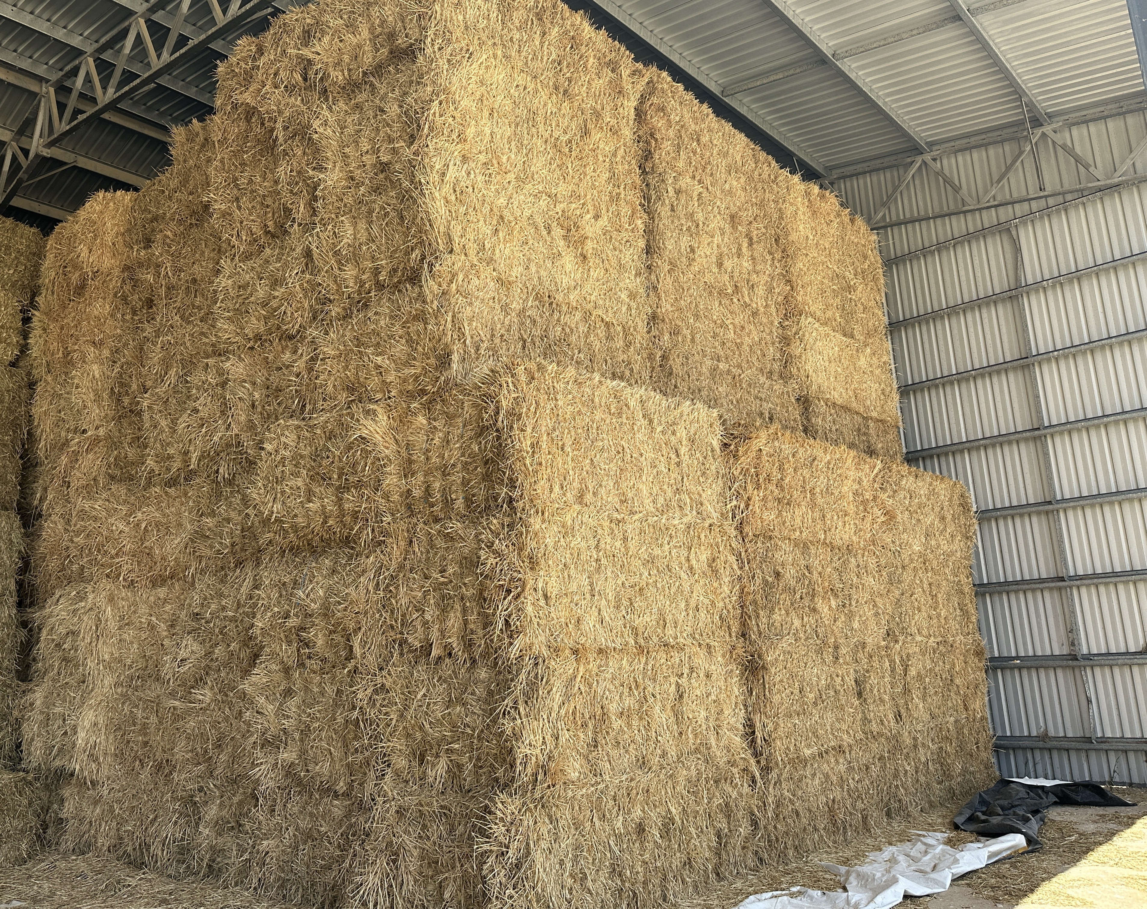 IMG 4429 Barley Hay 2025